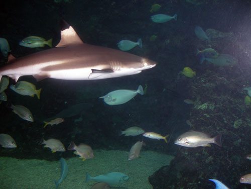 Maui aquarium discount coupon