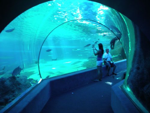 Hawaiian Aquarium tunnel