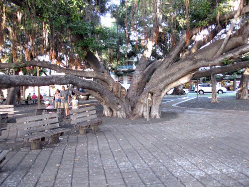 Giant Banyan Tree Maui