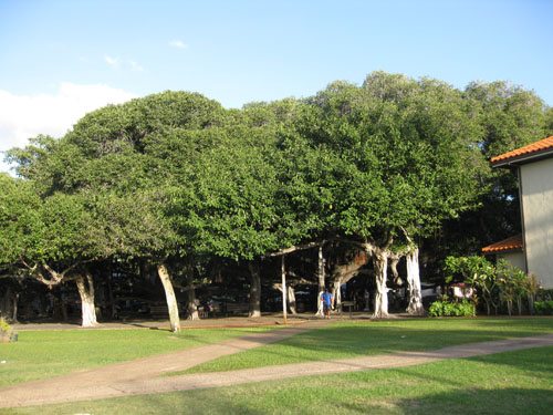 Banyan Tree Park Lahaina