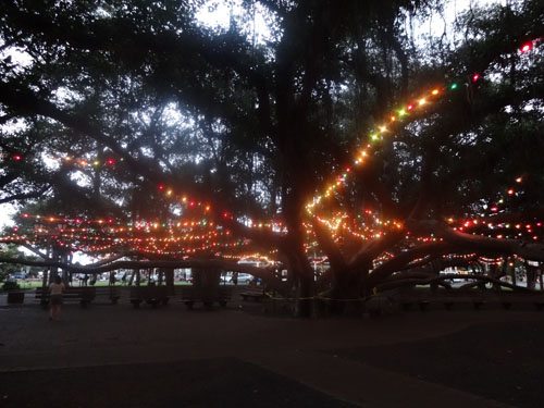 Christmas lights on Banyan Tree Lahaina