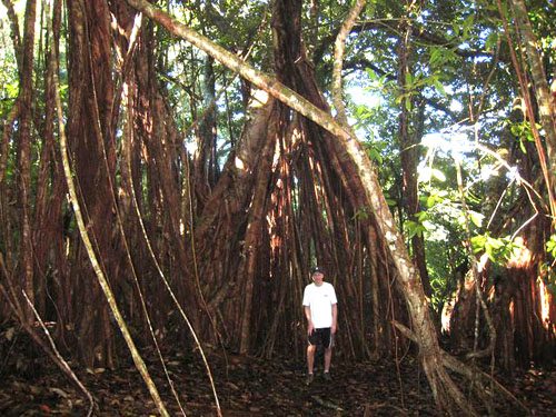 Maui hiking Maunalei Arboretum