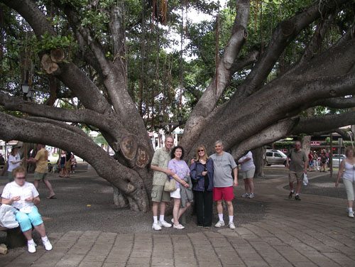 Banyan tree Lahaina Maui