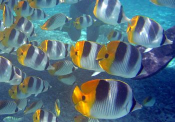 Fish by The Snorkel Store