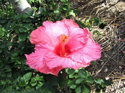Hibiscus Hawaiian flower