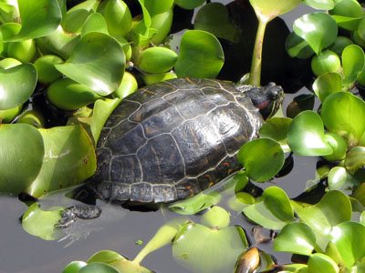 Turtle in lilly pond at garden