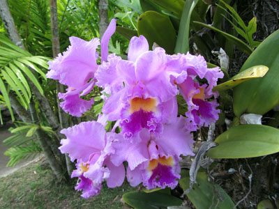 Garden of tropical plants and flowers in Iao Valley Maui