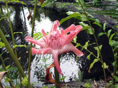 Maui tropical garden Wailuku