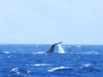 Whale from boat