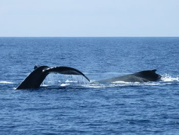 Whales off Maui from whalewatch boat
