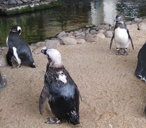 Penguins at Hyatt Regency Maui