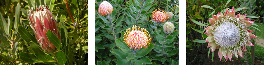 Proteas