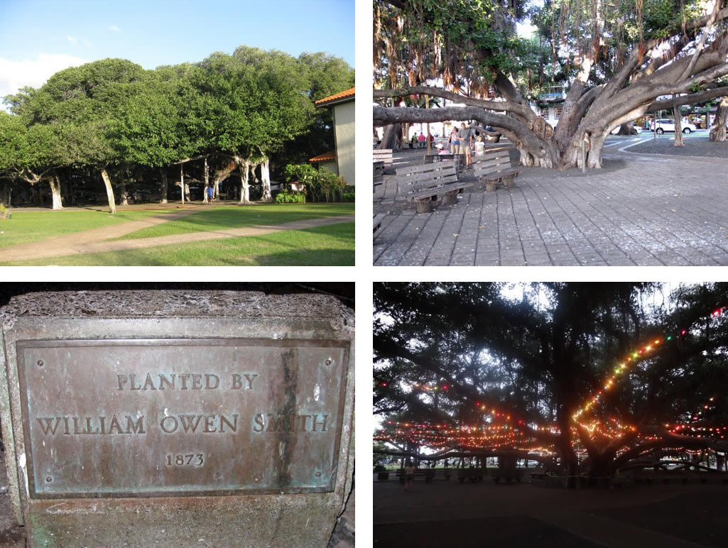 Banyan Tree Park in Lahaina