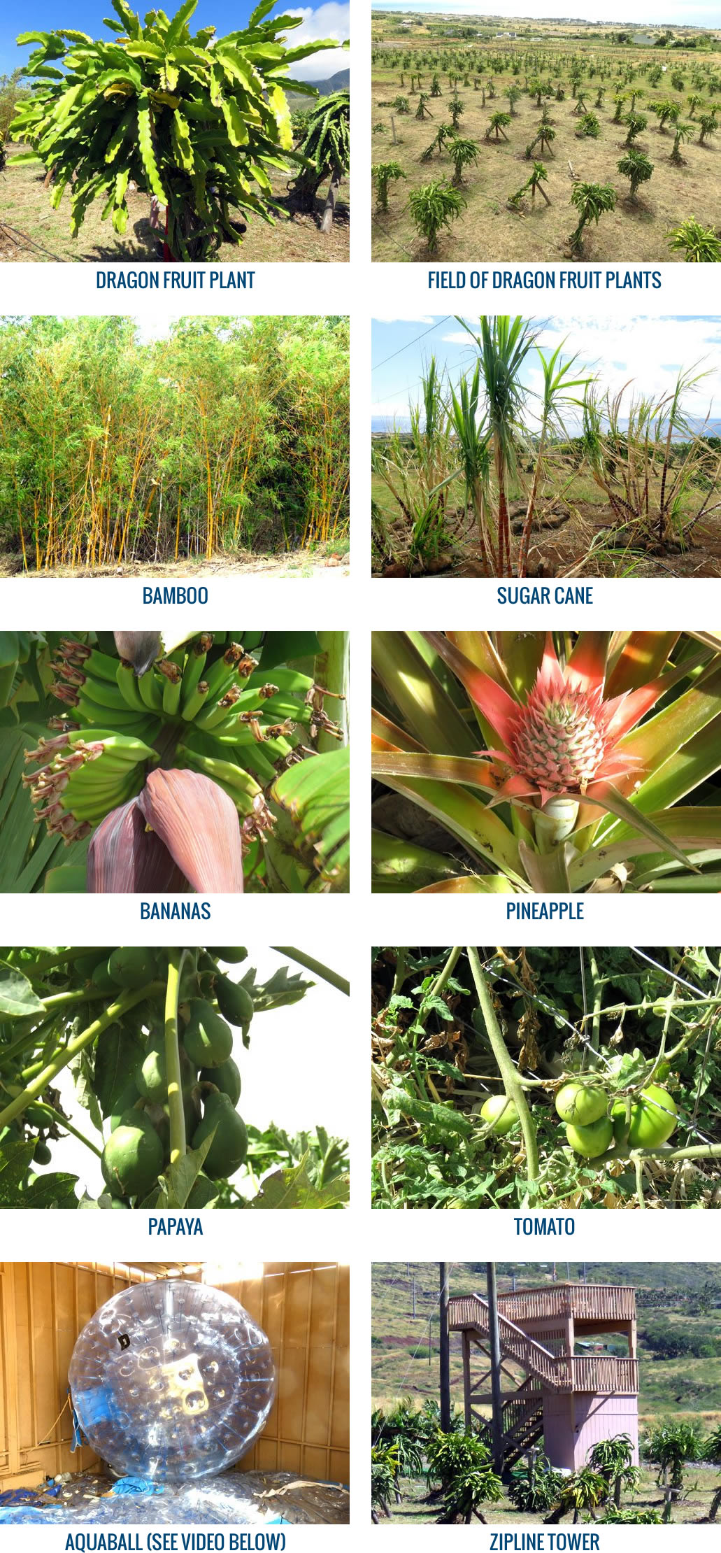 Dragon Fruit Farm