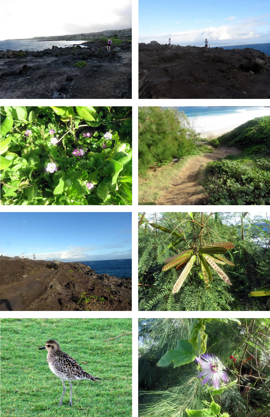 Kapalua Coastal Trail 2