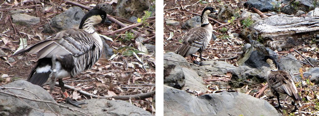 Nene geese