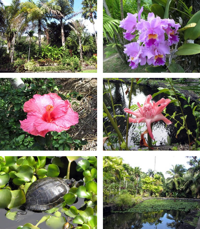 Tropical Gardens