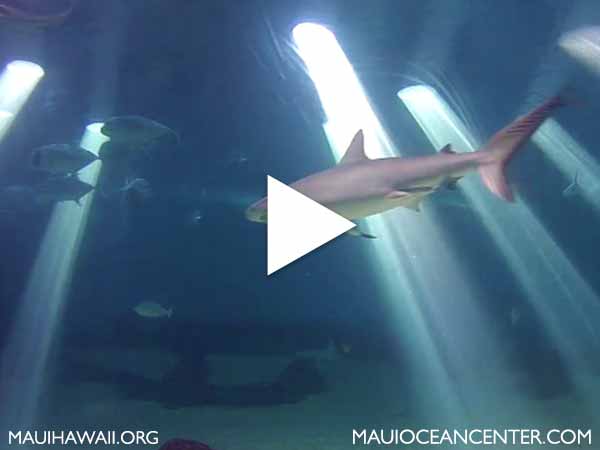 Maui Ocean Center webcam