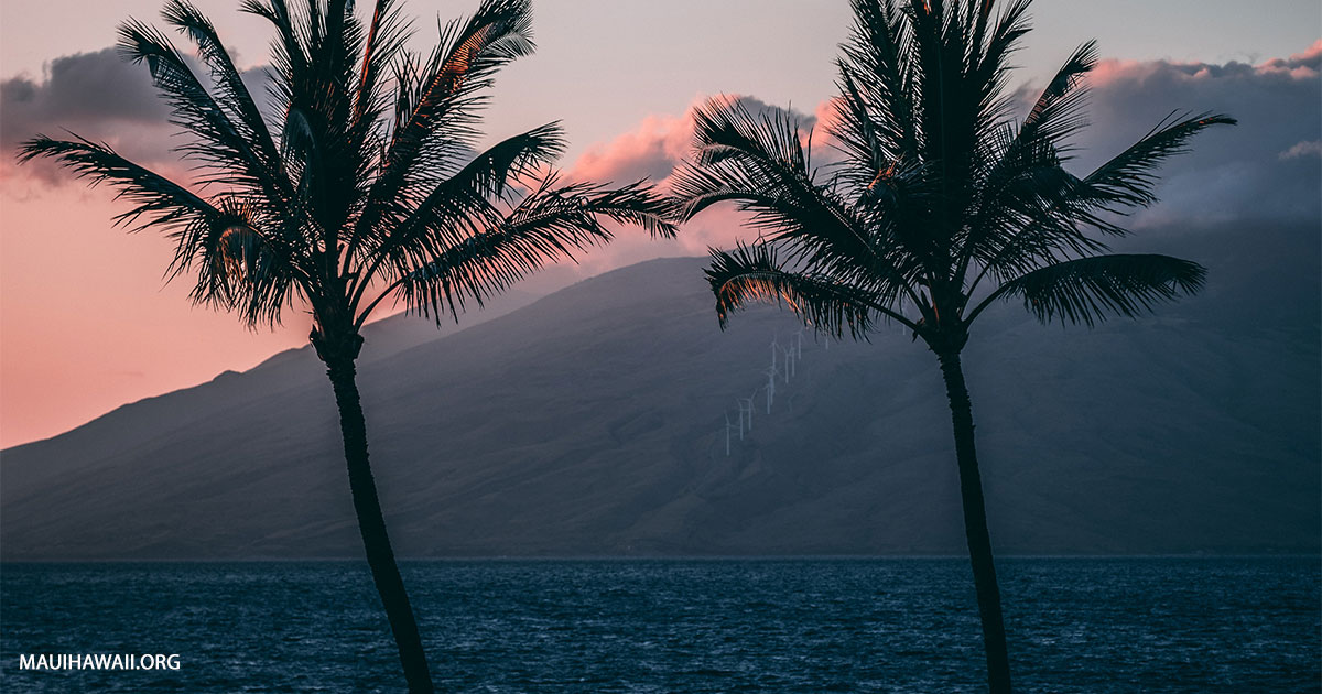 KIHEI KAI NANI visual data 5