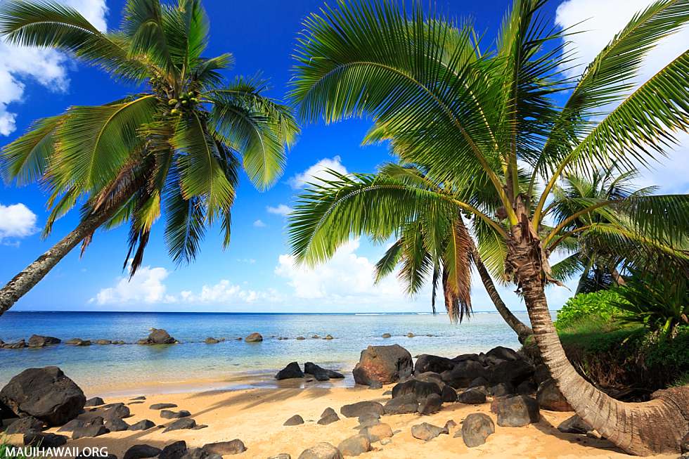 Kauai Beach Trees