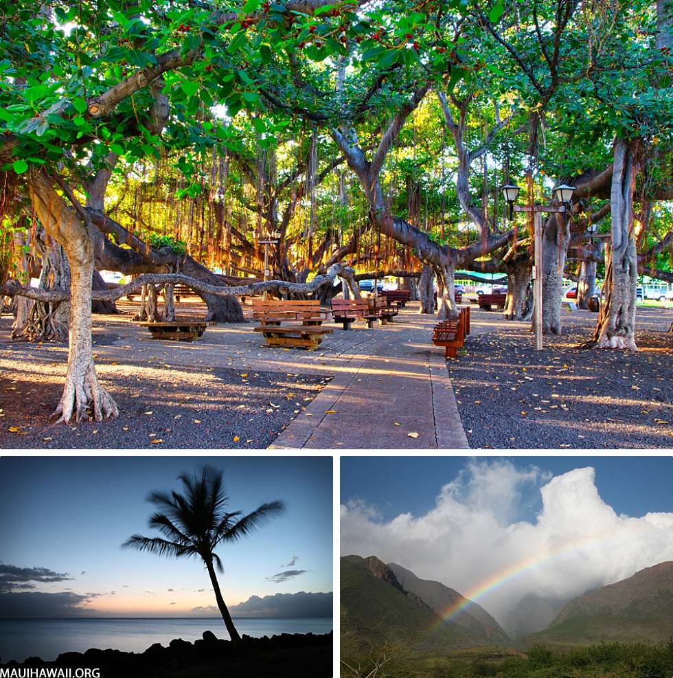 Lahaina Visitor Building Surrounding Area