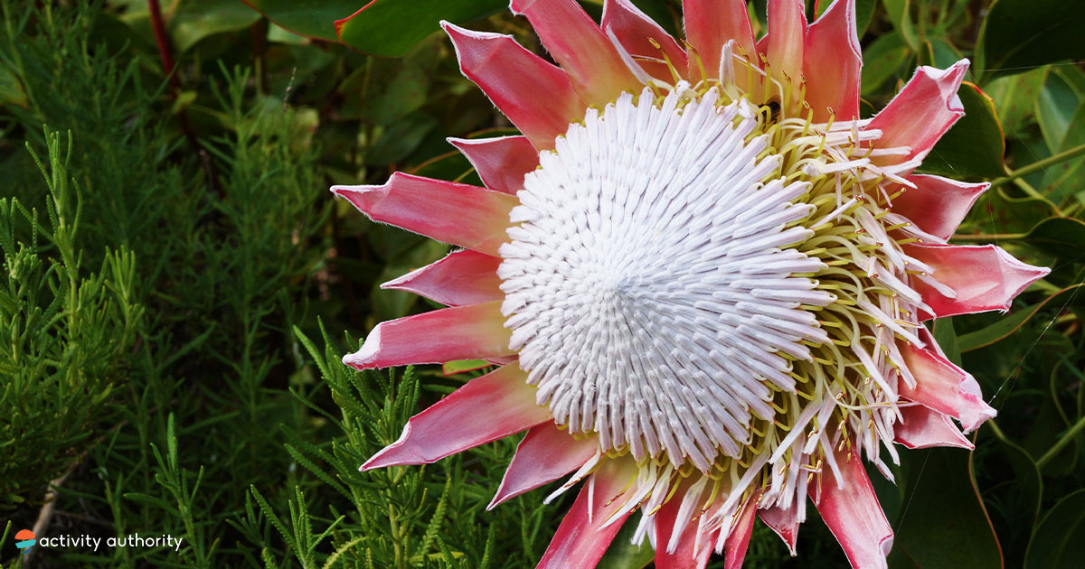 Maui Gift Baskets, Floral Arrangements, Birthday Cakes