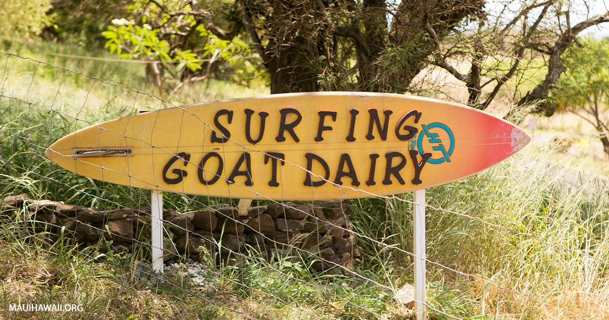 Surfing Goat Dairy - Goat Farm and Dairy in Kula, Maui