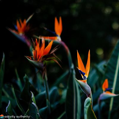 Hawaiian Flowers Bird Of Paradise