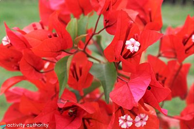 Hawaiian Flowers Bougainvillea