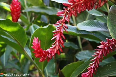 Hawaiian Flowers Ginger