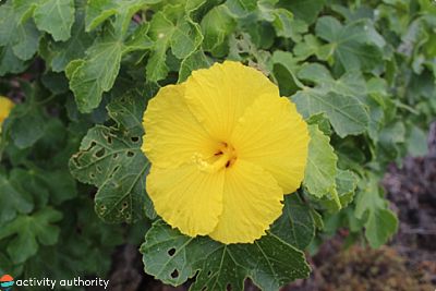 Hawaiian Flowers Hibiscus