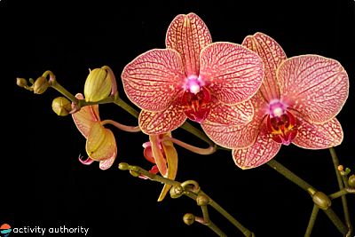 Hawaiian Flowers Orchid