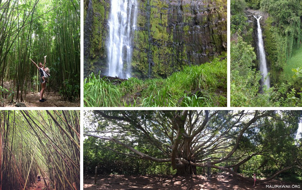 Bamboo Forest Maui