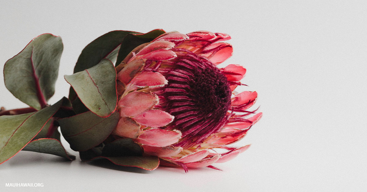 Enchanted Floral Gardens of Kula Botanical Garden on Maui