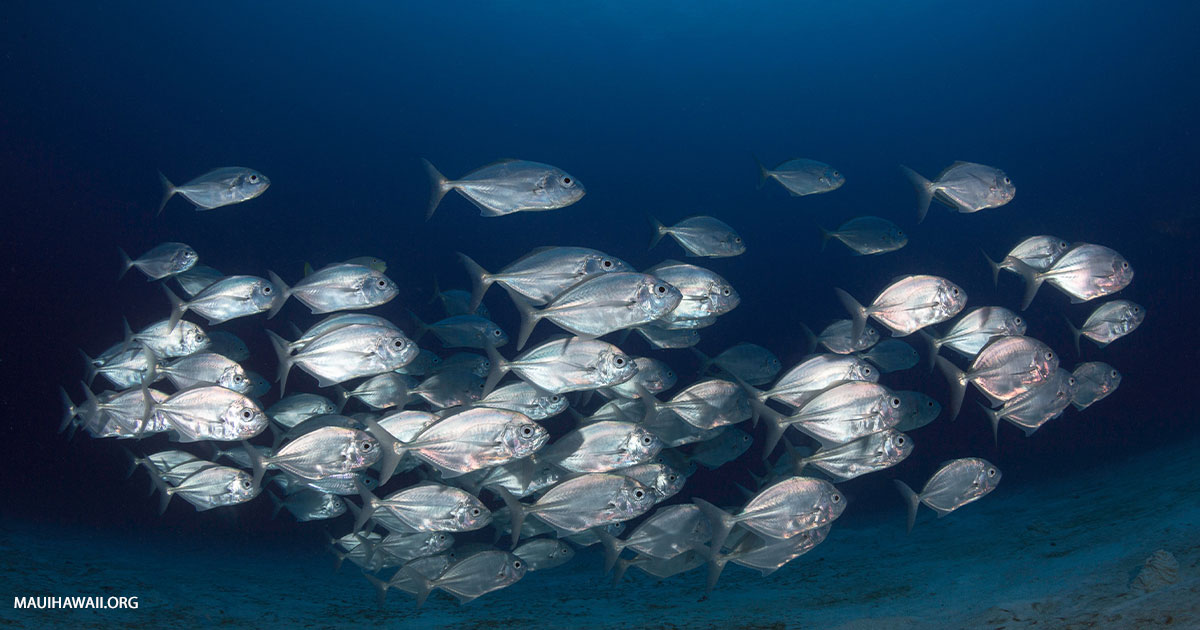 The Fish Market Maui Fresh Seafood & Restaurant in Honokowai