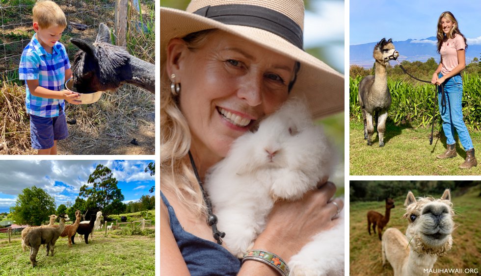 Maui alpacas