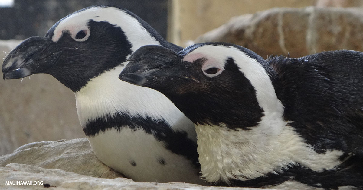 Where Can You See Live Penguins On Maui? Maui Hawaii