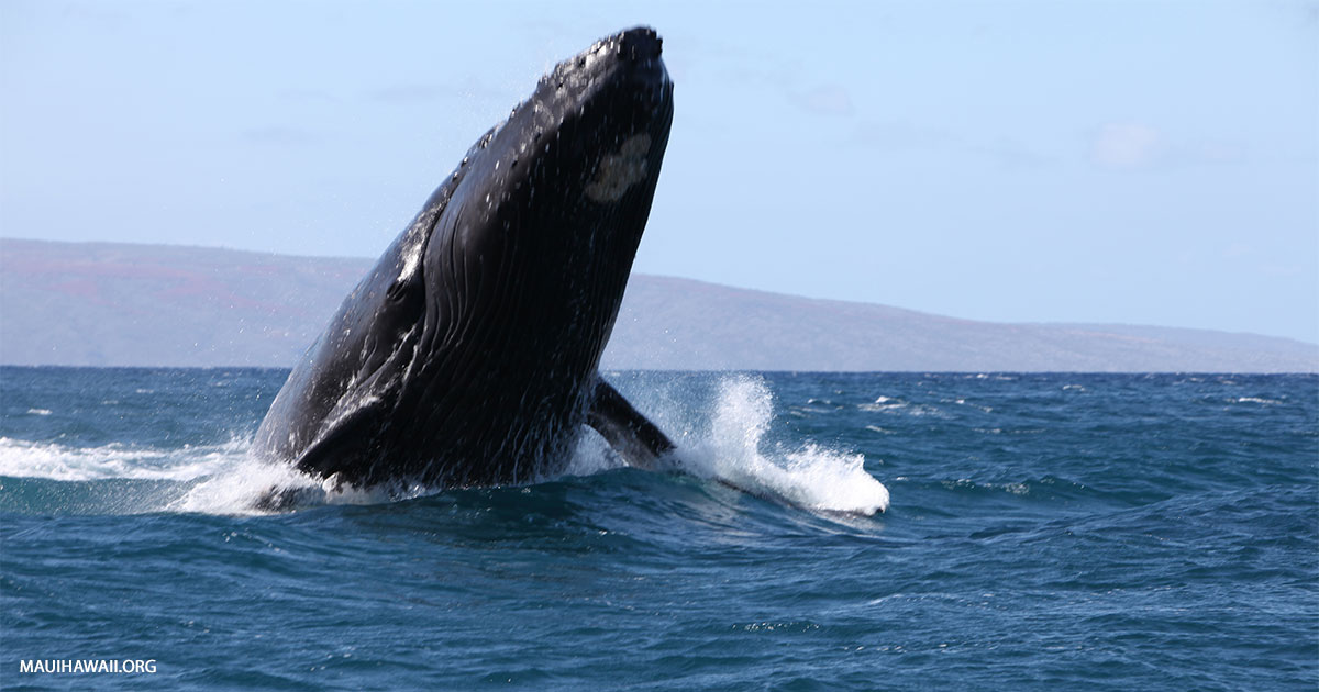 Best Places To Stay To Watch Whales? Maui Hawaii
