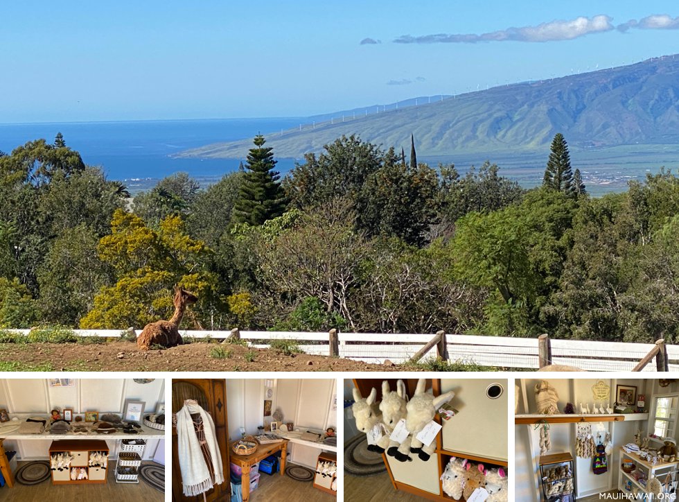 Maui Alpaca Farm tour