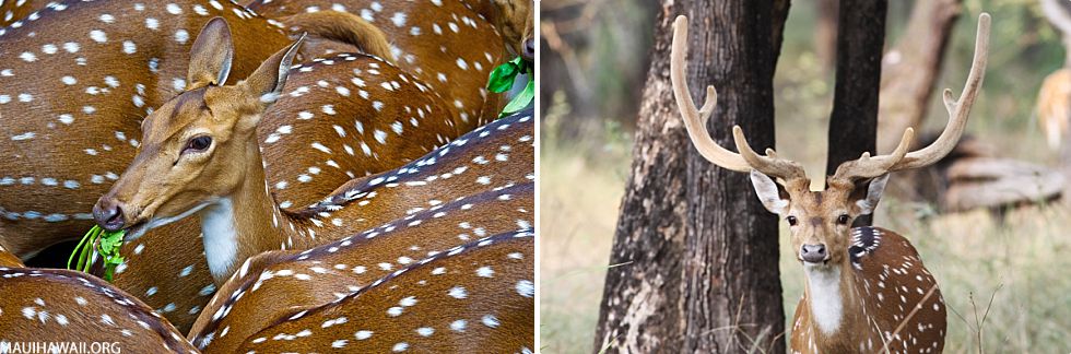 Top 10 Maui Animals Axis Deer