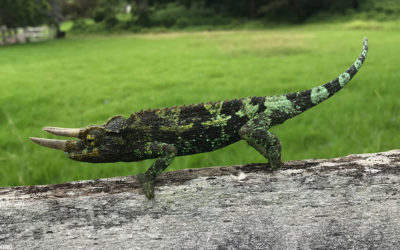 Top 10 Animals To See On Maui