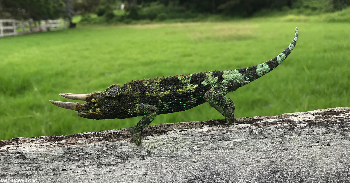 Top 10 Animals To See On Maui Maui Vacations Jon's Maui Info