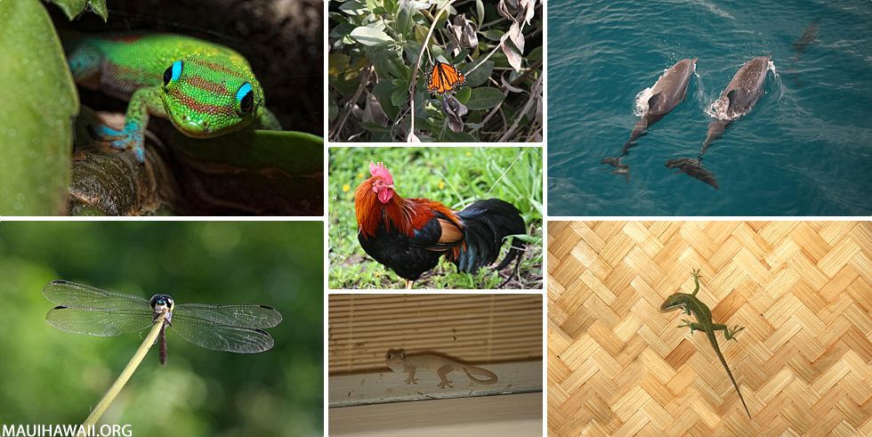 Top 10 Maui Animals Fauna