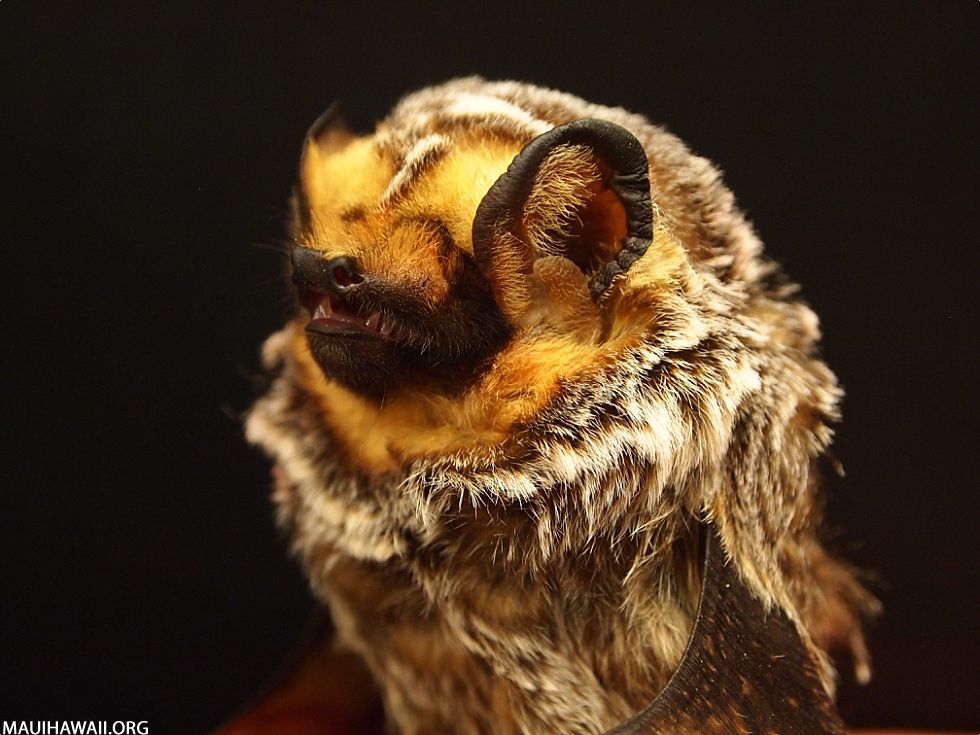 Top 10 Maui Animals Hoary Bat