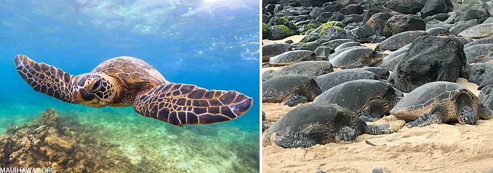 Top 10 Maui Animals Honu