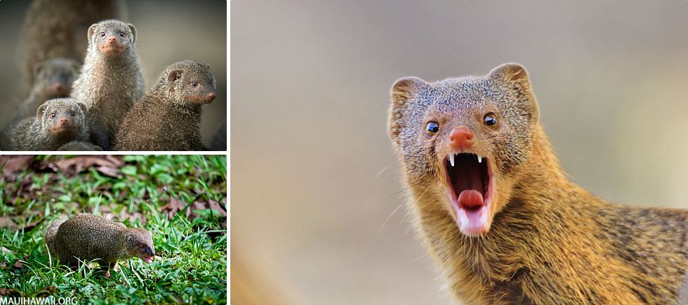 Top 10 Maui Animals Mongoose