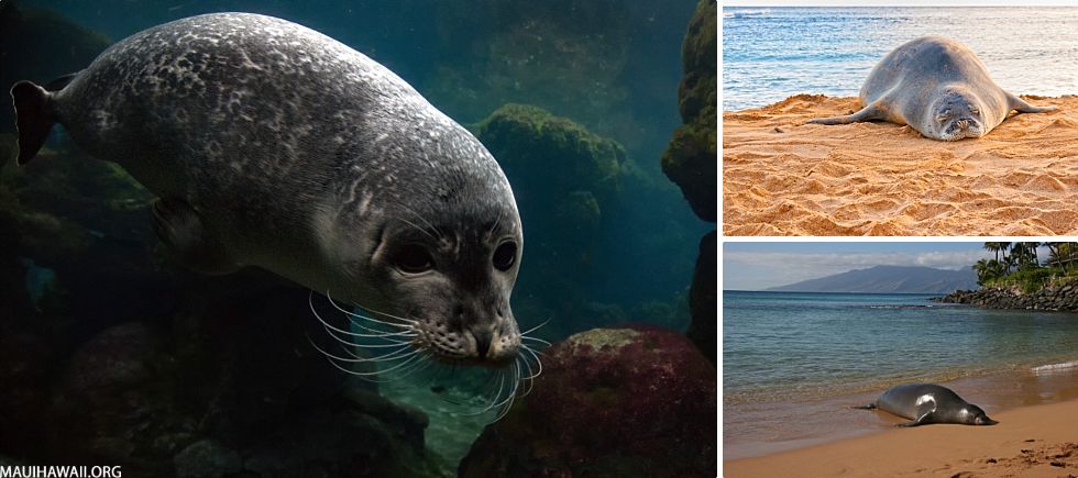 Top 10 Maui Animals Monk Seals