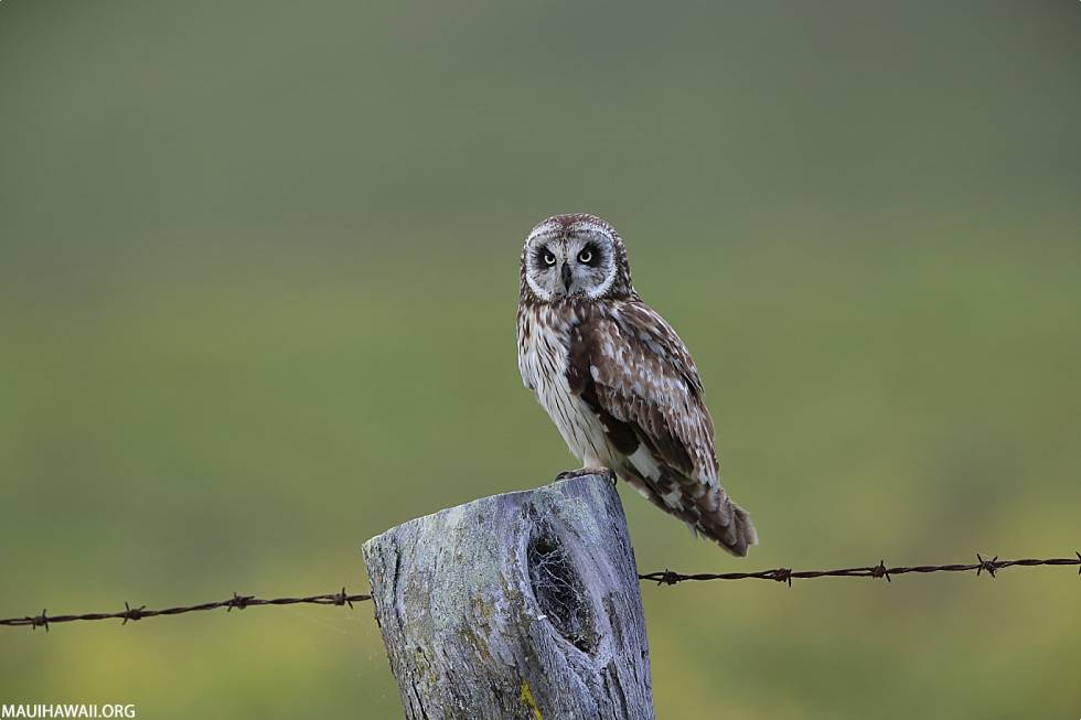 Maui Animals Owl Puʻeo