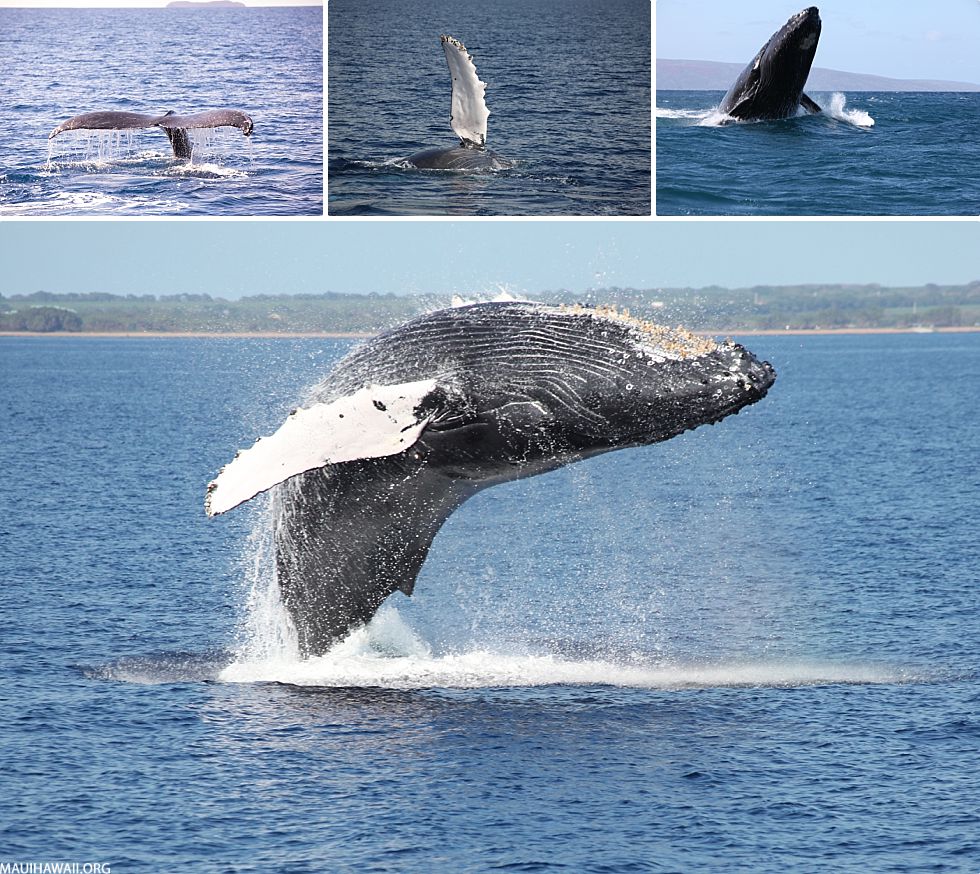 Top 10 Maui Animals Whale