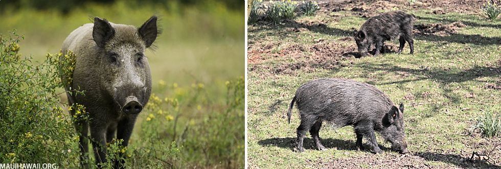 Top 10 Maui Animals Wild Boar